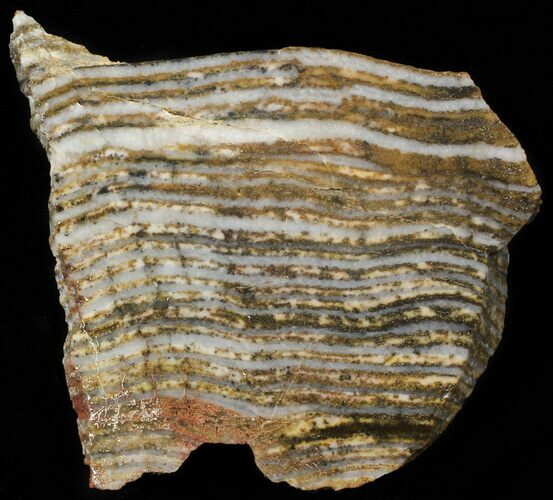 Strelley Pool Stromatolite - Billion Years Old #62759